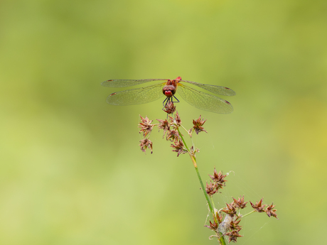 Bloedrode heidelibel