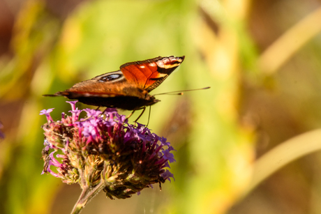 Dagpauwoog - peacock butterfly