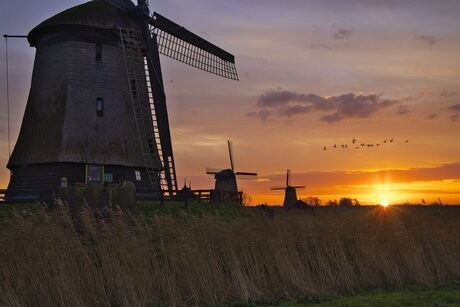 3 molens op een rij