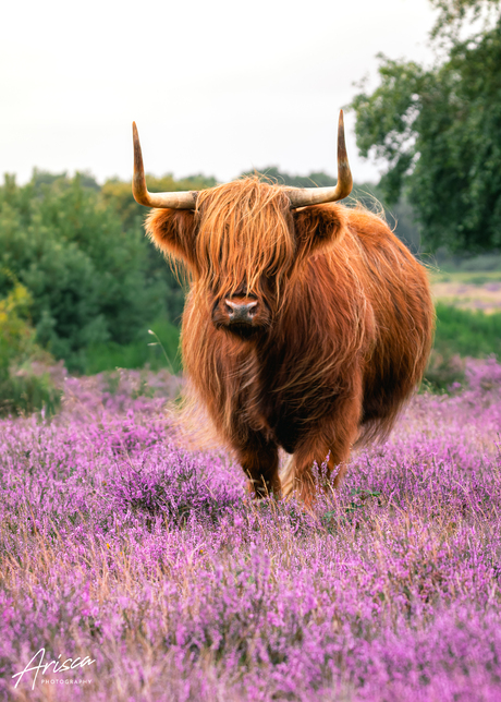 Schotse Hooglander tussen de paarse heide