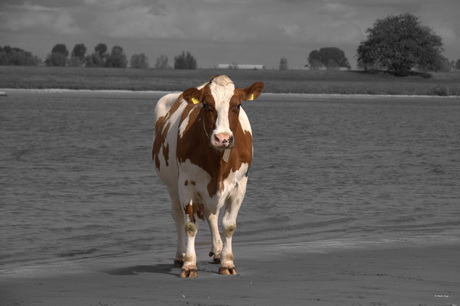 Dutch cow