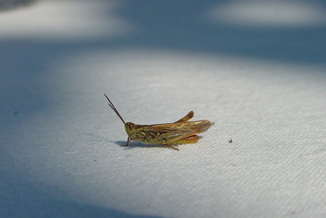 Sprinkhaantje op tafellaken