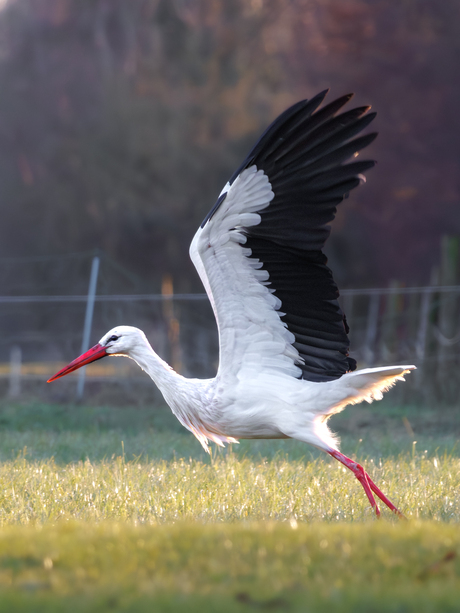 Ooievaar terug in Drenthe?
