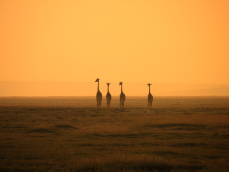 Giraffes of Amboseli