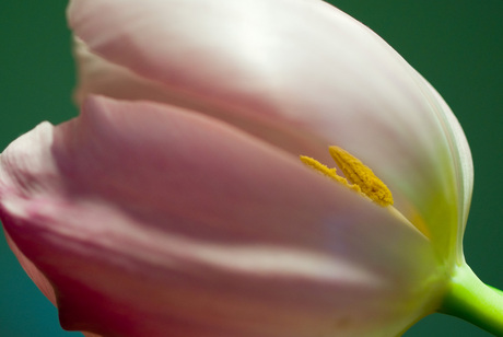 pink tulip