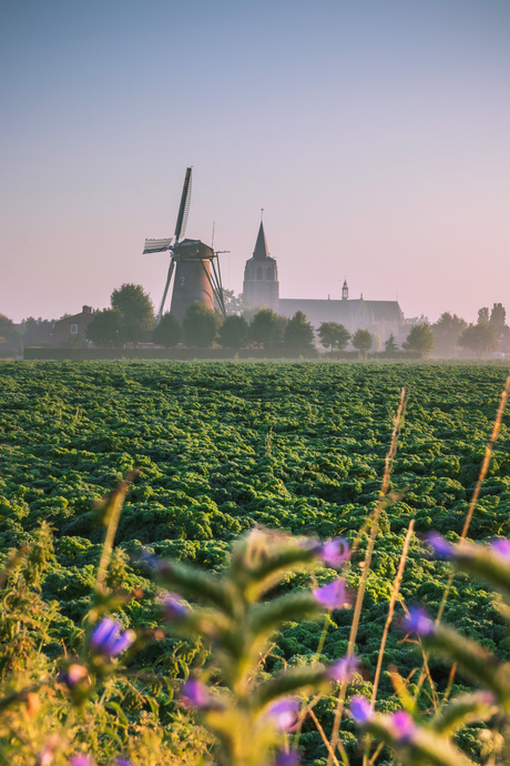 Molen 'De Arend' in Wouw, Noord-Brabant