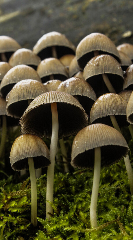 March of the Mushrooms