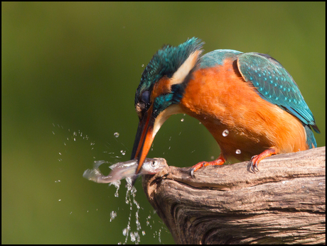 IJsvogel