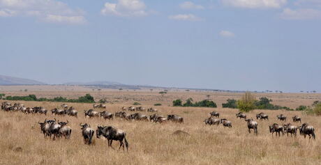 De gnoe migratie in de Masai Mara
