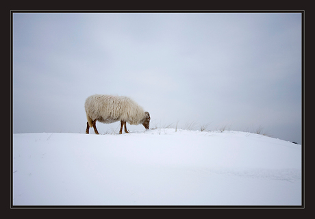 Winterschaap