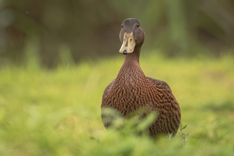 Eend door het hoge gras