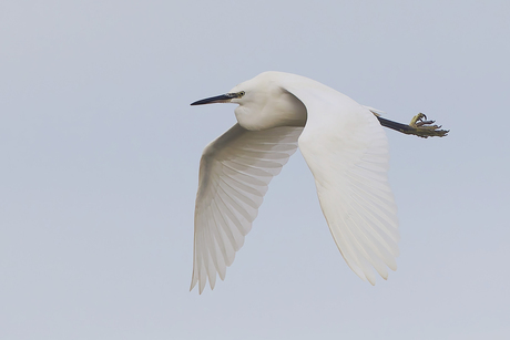 Kleien Zilverreiger