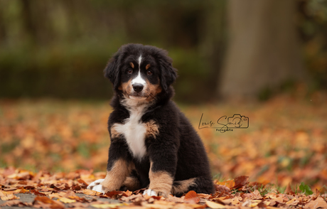 Berner Sennen pup 