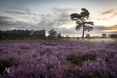 Heide stijbeekse heide 