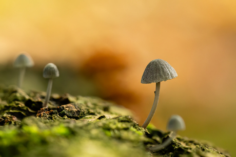 blauwgrijze schorsmycena