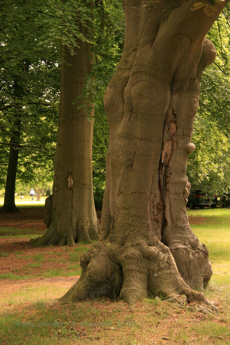 Clingendael oude boom