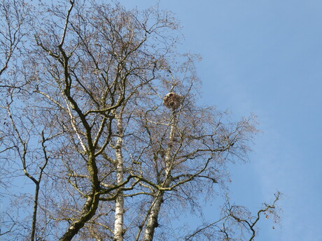 Aziatisch Hoornaarsnest