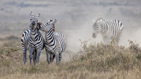 Spelende Zebra's