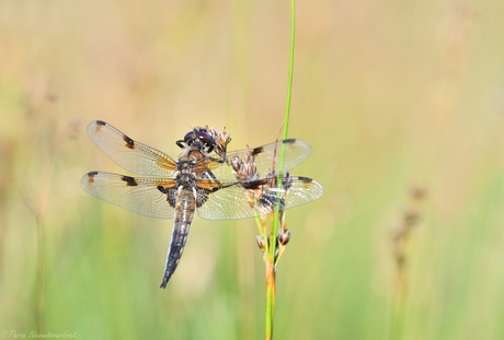 Four-Spotted Dragonfly