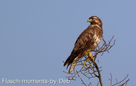 Buizerd