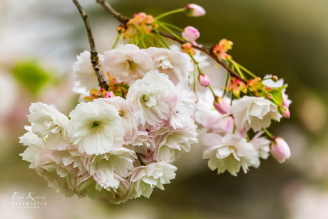 Japanse sierkers in bloei.