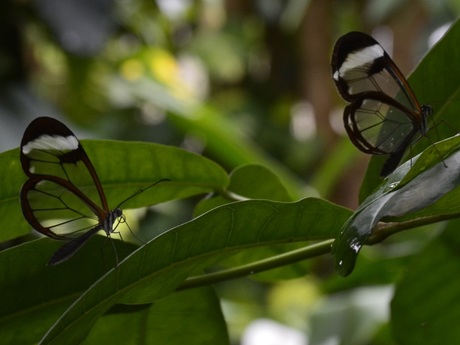 doorzichtige vlinders