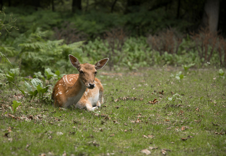 Deer 2