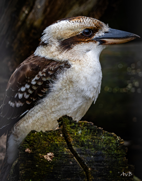 Kookaburra