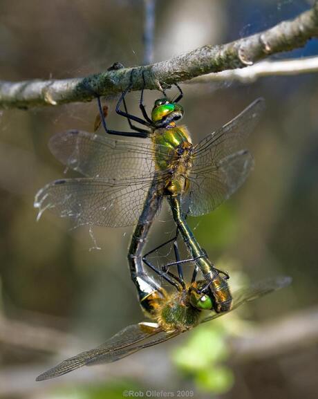 Smaragdlibellen (Cordulia aenea)