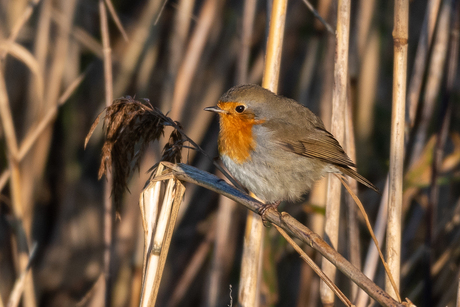 Roodborst