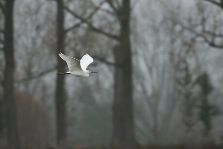 Zilverreiger