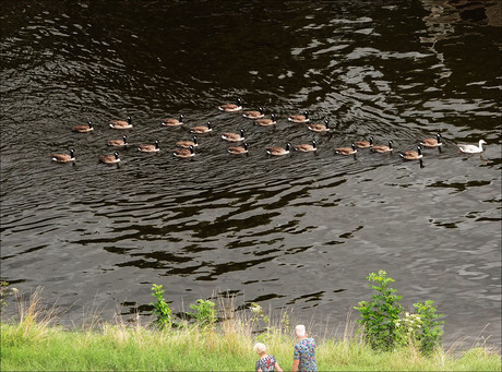 een heel apart fenomeen.................................