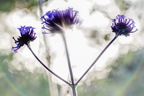 IJzerhard (Verbena bonariensis)