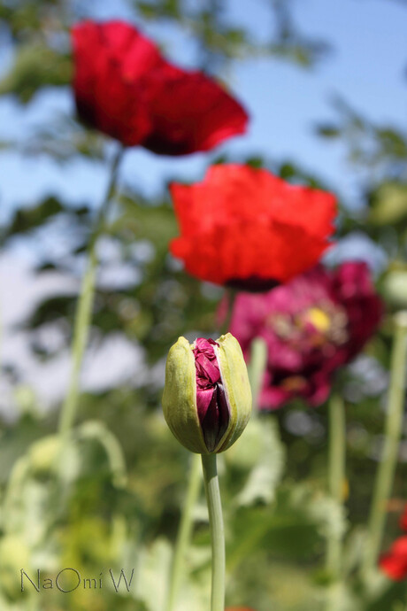 Papaver