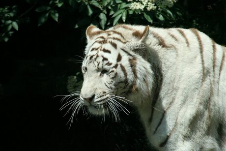 Witte tijger