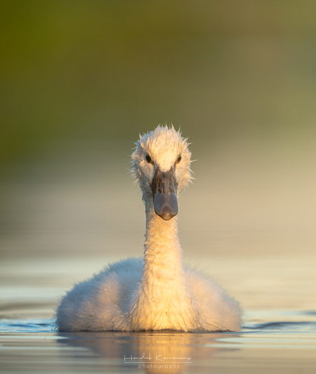 Swan in light