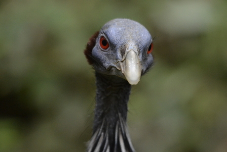 vreemde vogel