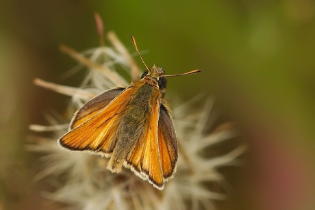 Zwartsprietdikkopje_vraag_2013_07_10_1.jpg