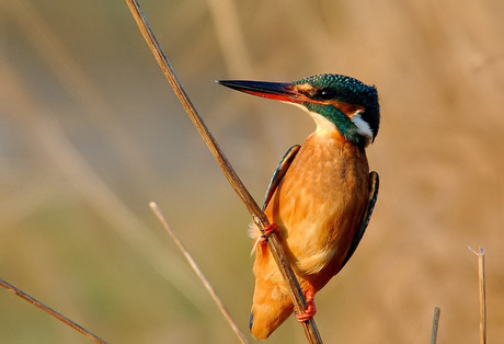 The Qween of the kingfisher