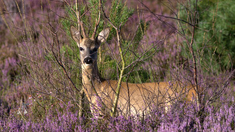 Bloeiende heide.