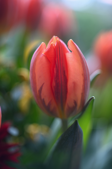 tulp