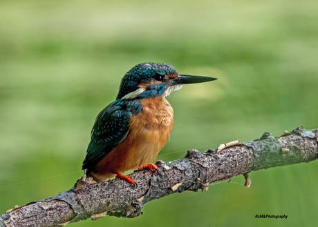 De IJsvogel.