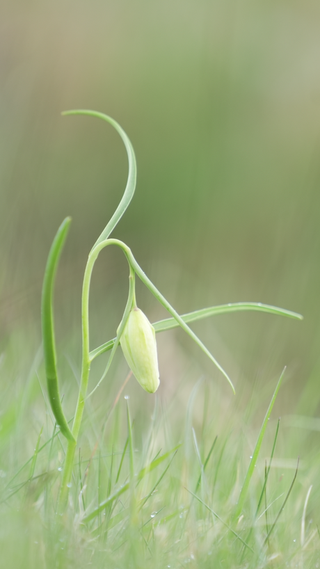 Witte kievitsbloem in de knop