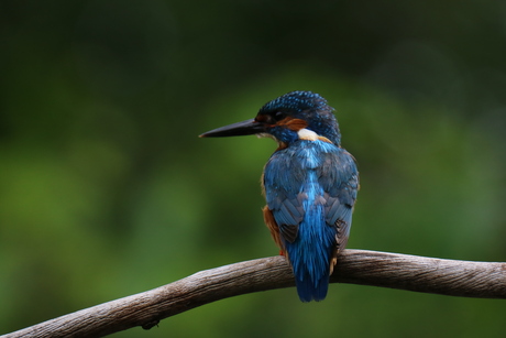 IJsvogel