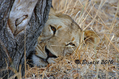 Leeuwin Selous Tanzania