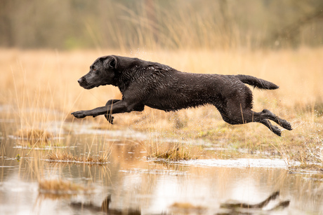 Pepper in volle vaart