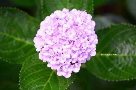 Hortensia (Hydrangea)