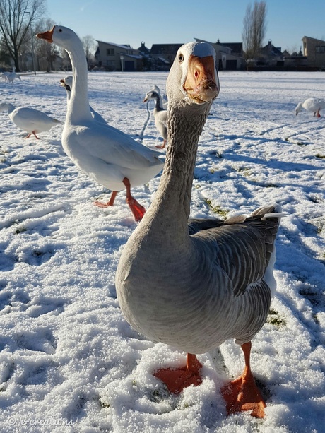 Nieuwsgierige gans