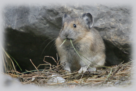 Pika - Hier woon ik