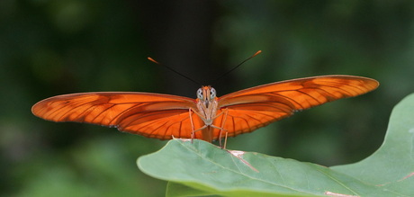 Dryas julia